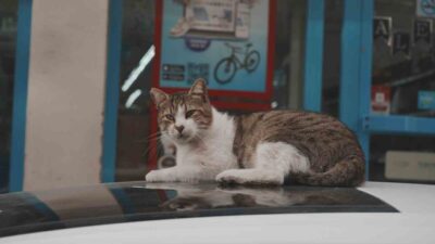 Türkiye’nin hemen her kentinde sokakların vazgeçilmez sakinleri olan kediler, yiyecek