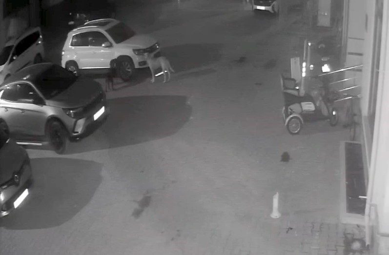 Sokak köpekleri park halindeki aracı parçaladı: O anlar kamerada Kastamonu’nun Cide ilçesinde sokak köpekleri park halindeki aracın plastik parçalarını