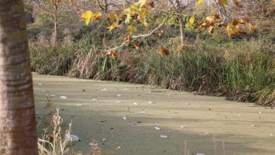 Sakarya’nın Karasu ilçe merkezinden geçen ve Sakarya Nehri’ne bağlanan 9