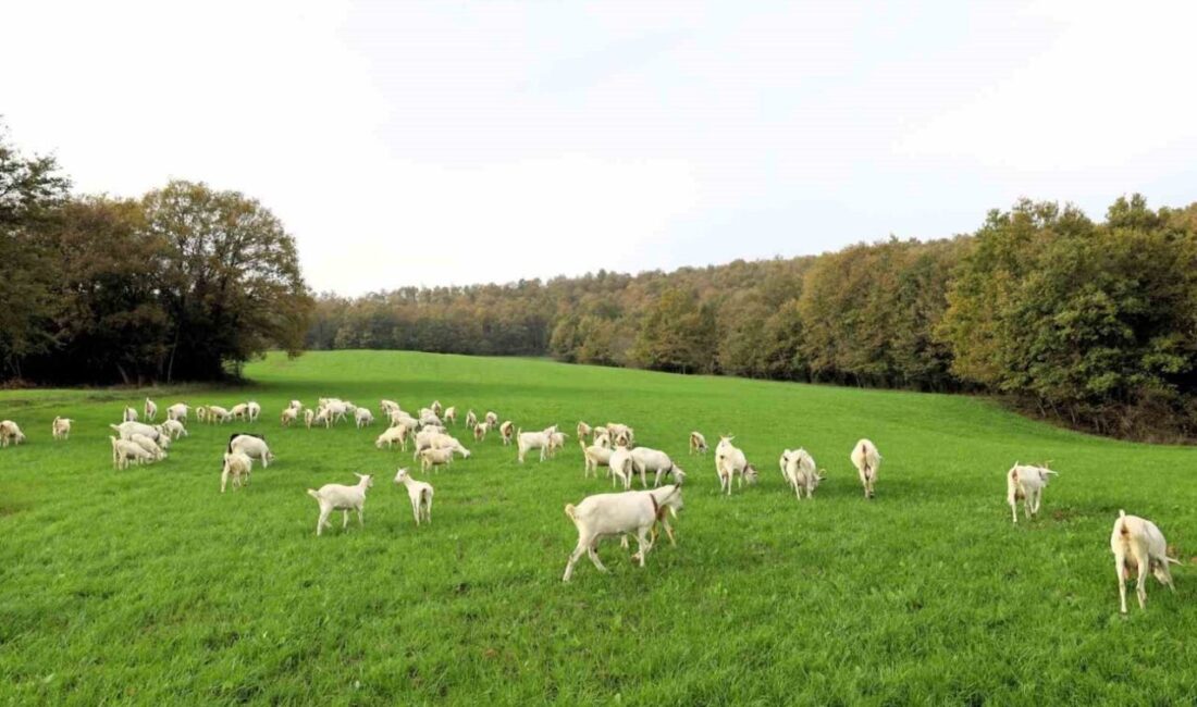 Kocaeli’de hayvancılığı desteklemek amacıyla verilen hibeli tohumlar, İzmit kırsalını verimli