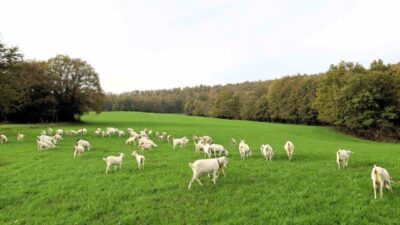 Kocaeli’de hayvancılığı desteklemek amacıyla verilen hibeli tohumlar, İzmit kırsalını verimli