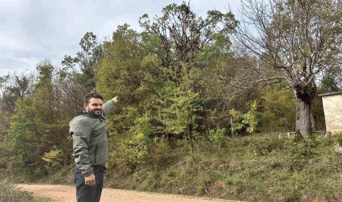 Tırmandıkları ağaçta meşe palamudu yiyen ayılar kamerada Kastamonu’da 2 yavrusuyla tırmandığı ağaçta meşe palamudu yiyen ayı cep