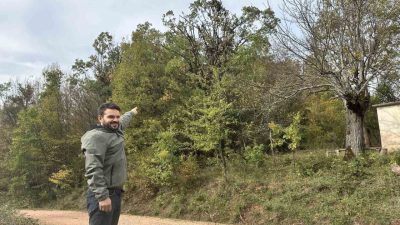 Kastamonu’da 2 yavrusuyla tırmandığı ağaçta meşe palamudu yiyen ayı cep