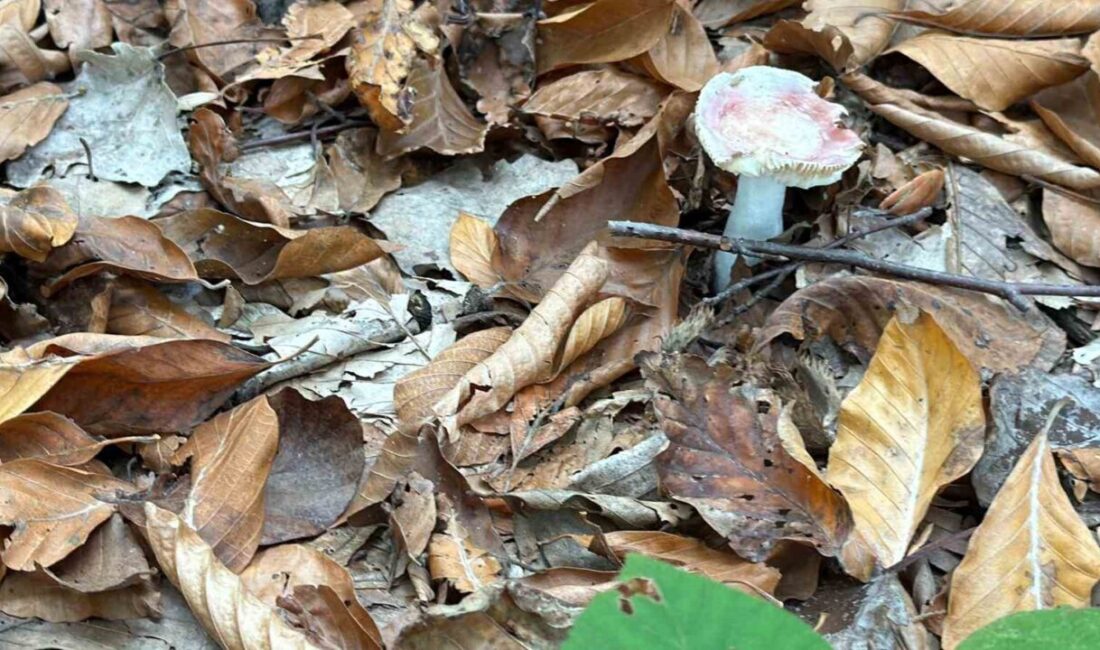 Ormanlık alanlarda ortaya çıkmaya başlayan mantarların zehirli olabileceğini belirten acil