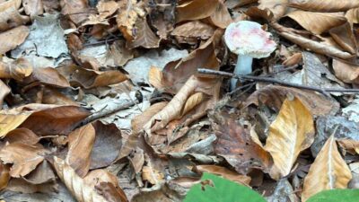 Ormanlık alanlarda ortaya çıkmaya başlayan mantarların zehirli olabileceğini belirten acil