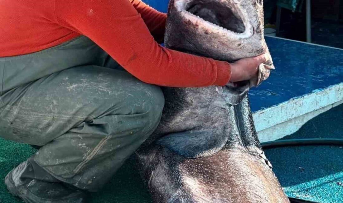 Yalova açıklarında bir balıkçının ağına 4 metre uzunluğunda ve yaklaşık