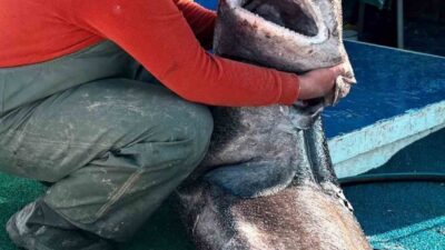 Yalova açıklarında bir balıkçının ağına 4 metre uzunluğunda ve yaklaşık