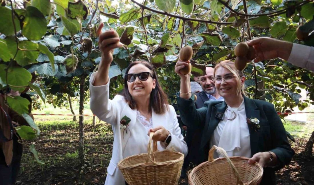 Yalova’nın coğrafi işaretli meyvesi kivinin hasadı düzenlenen törenle başladı. Yalova’nın