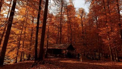 Bolu’nun doğa harikası Yedigöller Milli Parkı hafta sonunda ziyaretçi akınına