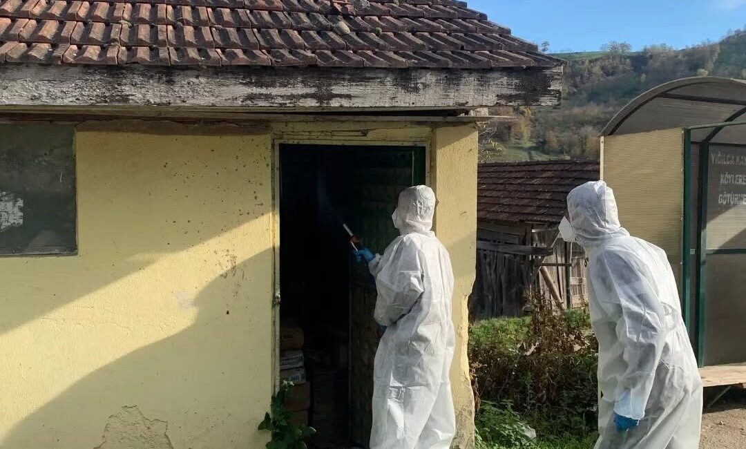 Yığılca’da kahverengi kokarca ile kışlak mücadelesi devam ediyor DÜZCE(İHA) – Düzce’de fındık üreticisinin korkulu rüyası Kahverengi Kokarca ile