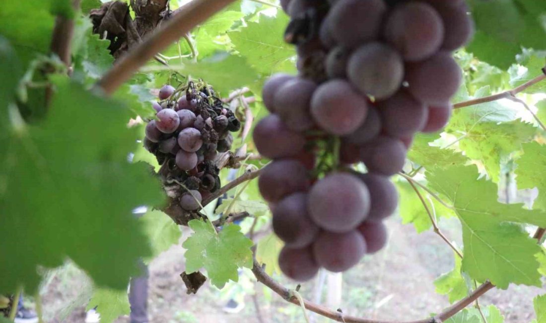 Zirai dondan etkilenerek verimi yüzde 80 düşen üzüm, çiftçinin hayal kırıklığı oldu Sakarya’da geçtiğimiz senelerde yaklaşık 85 bin ton rekolte elde edilen