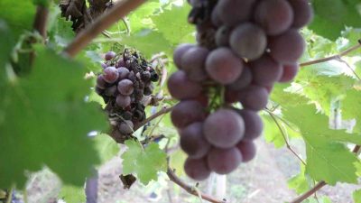 Sakarya’da geçtiğimiz senelerde yaklaşık 85 bin ton rekolte elde edilen