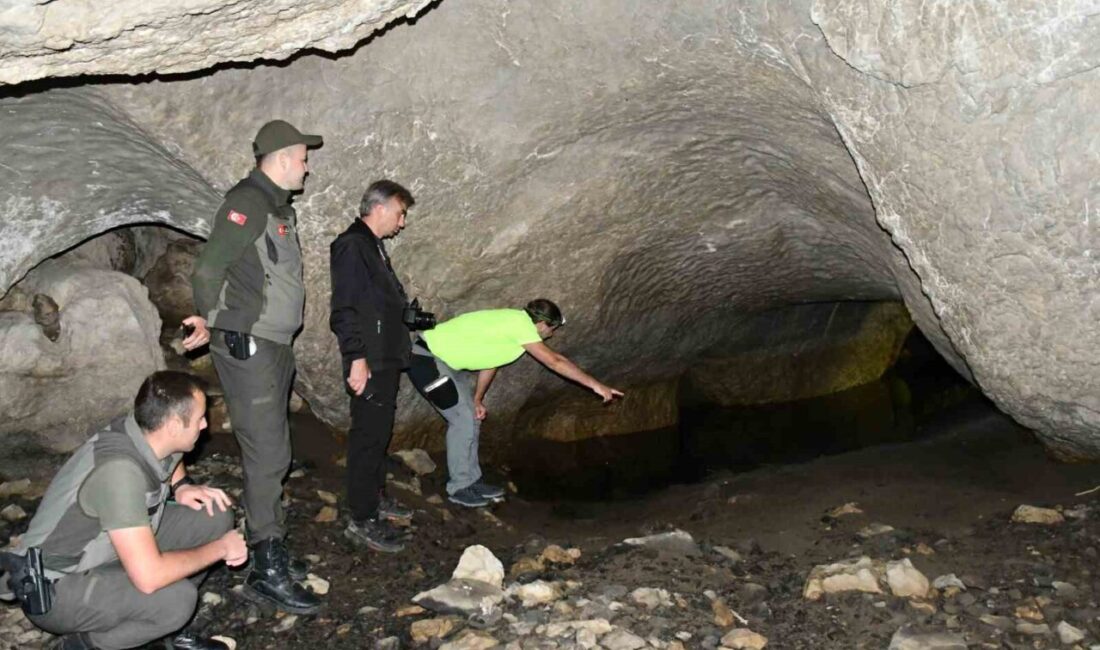 Kastamonu’nun Araç ilçesinde yaylaların bulunduğu bölgede yer alan 5 kapılı