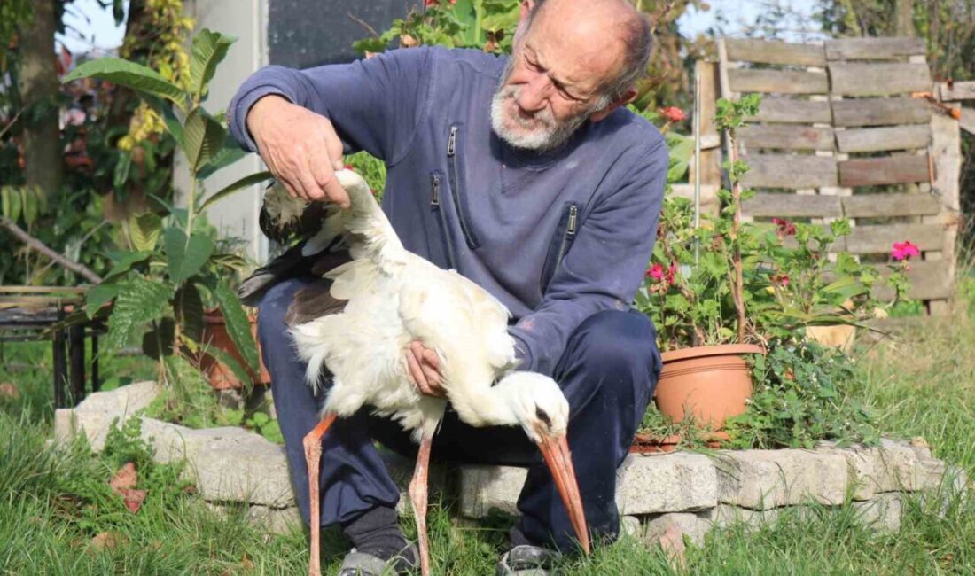 Annesinin yuvadan attığı leyleğe, mahalleli anne ve baba oldu Sakarya’nın Kocaali ilçesinde annesinin yuvadan attığı leylek, bir mahalle sakininin