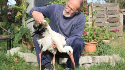 Sakarya’nın Kocaali ilçesinde annesinin yuvadan attığı leylek, bir mahalle sakininin