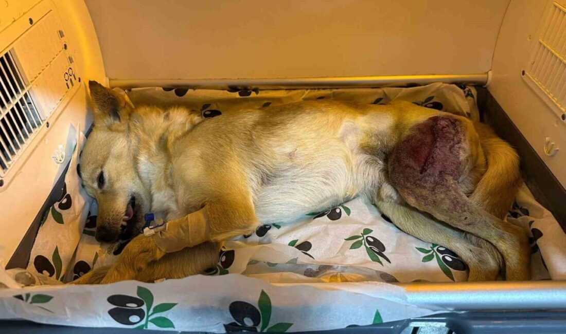 Bilecik’te bir aracın çarpmasıyla ayağında parçalı kırık oluşan köpek 2