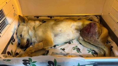 Bilecik’te bir aracın çarpmasıyla ayağında parçalı kırık oluşan köpek 2
