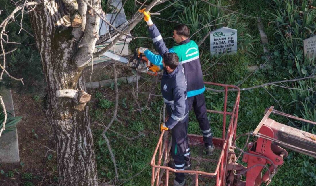 Başiskele’de belediye ekiplerince budanan ağaç dalları, ihtiyaç sahibi ailelere yakacak