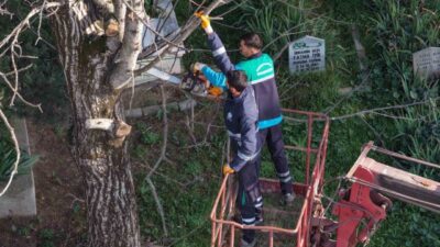 Başiskele’de belediye ekiplerince budanan ağaç dalları, ihtiyaç sahibi ailelere yakacak