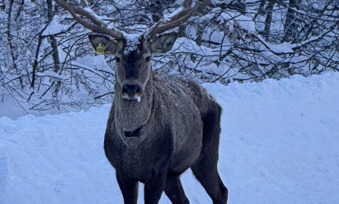 Kocaeli’de “Kızıl Geyik Yerleştirme Projesi” kapsamında doğaya bırakılan geyikler, kar