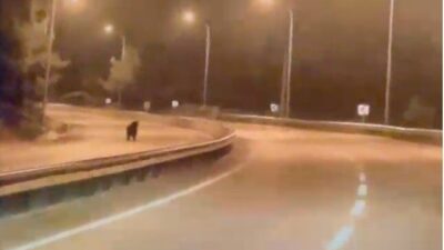 Bilecik’te yola inen ayı, araç kamerasının yanı sıra sürücünün de