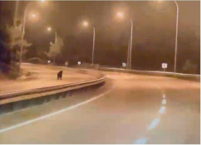 Bilecik’te yola inen ayı, araç kamerasının yanı sıra sürücünün de