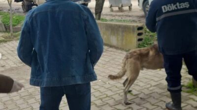 Bilecik’in Osmaneli ilçesinde İlçe Tarım ve Orman Müdürlüğü tarafından evcil