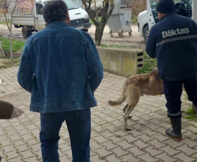 Bilecik’in Osmaneli ilçesinde İlçe Tarım ve Orman Müdürlüğü tarafından evcil
