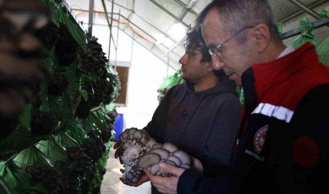 Bilecik’te yüzde 100 hibe desteğiyle kurulan istiridye mantar üretim serası,