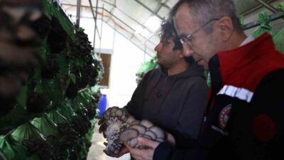 Bilecik’te yüzde 100 hibe desteğiyle kurulan istiridye mantar üretim serası,