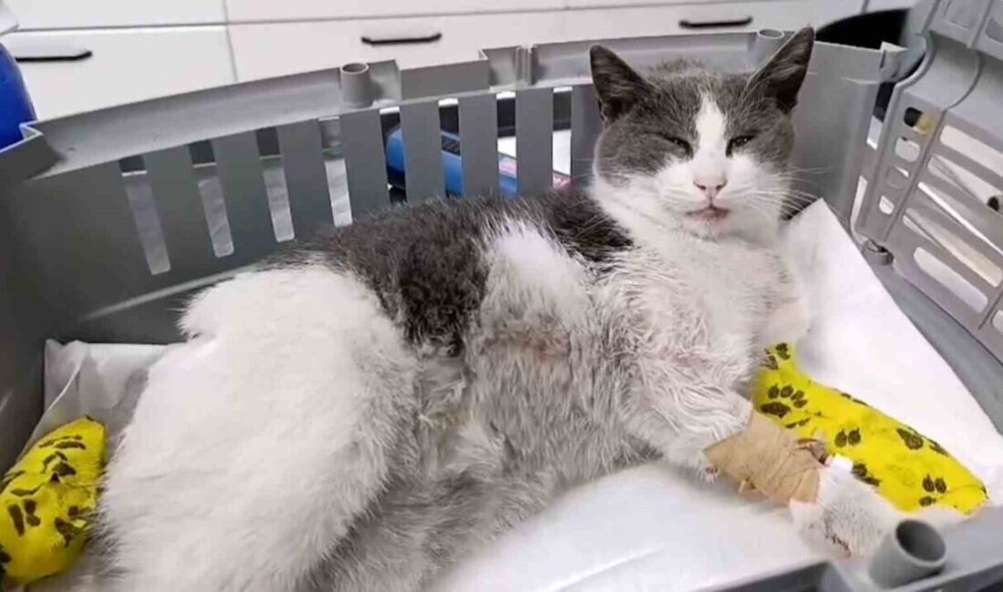Bolu’da otomobilin çarpması sonucu ağır yaralanan kedi, bacak, omurga ve