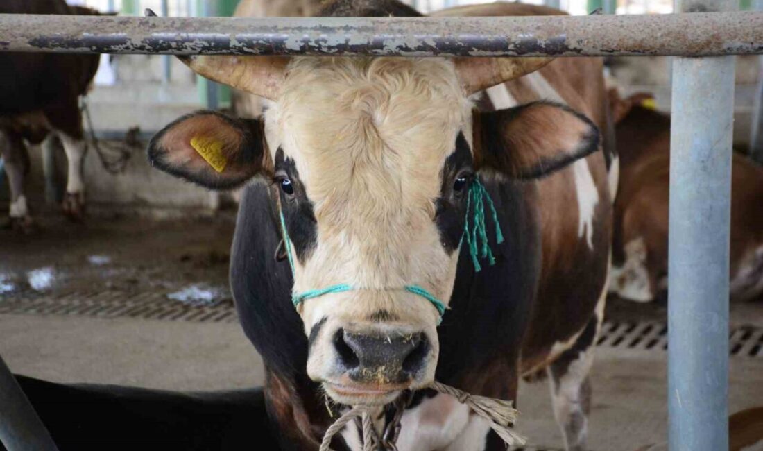 Bolu’da şap kısıtlamaları kaldırıldı Bolu’da hayvanlarda görülen şap hastalığı nedeniyle il genelinde uygulanan kısıtlamalar,