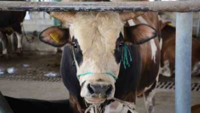 Bolu’da hayvanlarda görülen şap hastalığı nedeniyle il genelinde uygulanan kısıtlamalar,