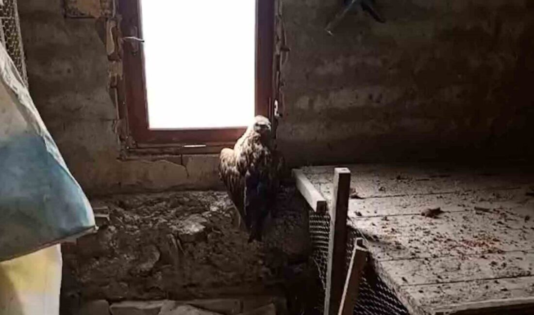 Bolu’nun Mudurnu ilçesinde bir vatandaş tarafından yaralı halde bulunan şahin,