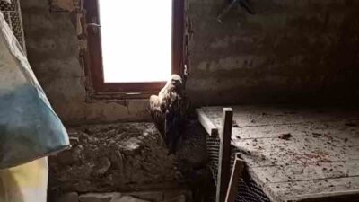 Bolu’nun Mudurnu ilçesinde bir vatandaş tarafından yaralı halde bulunan şahin,