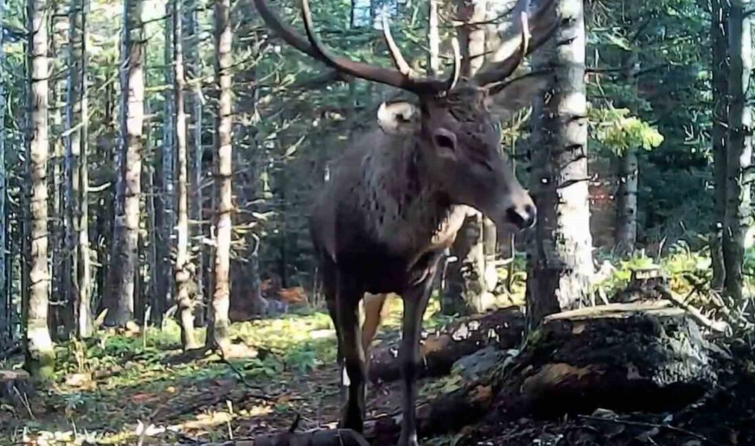 Bolu’da ormanlık alana kurulan fotokapanlara kurt, geyik, ayı ve karacanın