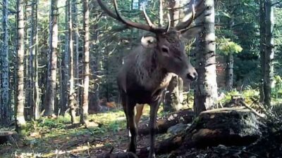 Bolu’da ormanlık alana kurulan fotokapanlara kurt, geyik, ayı ve karacanın