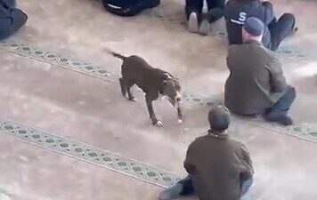 Kocaeli’de cuma namazı öncesinde bir camiye başıboş pitbull cinsi köpeğin