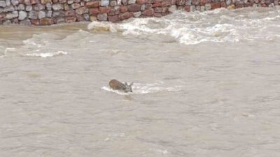 Kastamonu’nun Cide ilçesinde çaya düşen ve suyun sürüklediği karaca ekipler