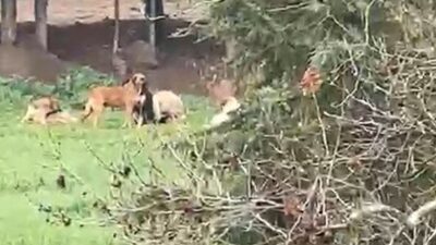 Kocaeli’nin Derince ilçesinde spor tesisleri ve mesire alanı çevresinde sürü