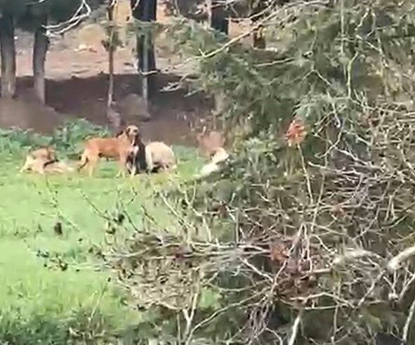 Kocaeli’nin Derince ilçesinde spor tesisleri ve mesire alanı çevresinde sürü