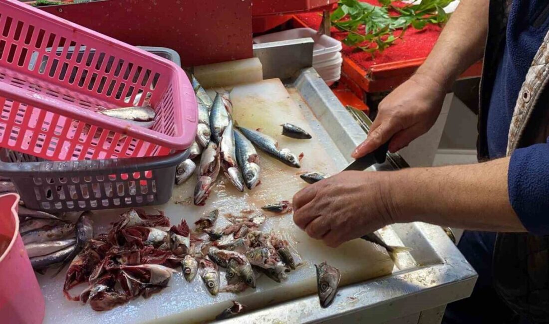 Doğru bilinen yanlışı uzmanı açıkladı: “Gözüne bakıp tazeliğini anlarım diyen yalan söyler” Balığın tazeliğinin gözünden anlaşılmadığını söyleyen esnaf, özellikle istavrit ve mezgitte