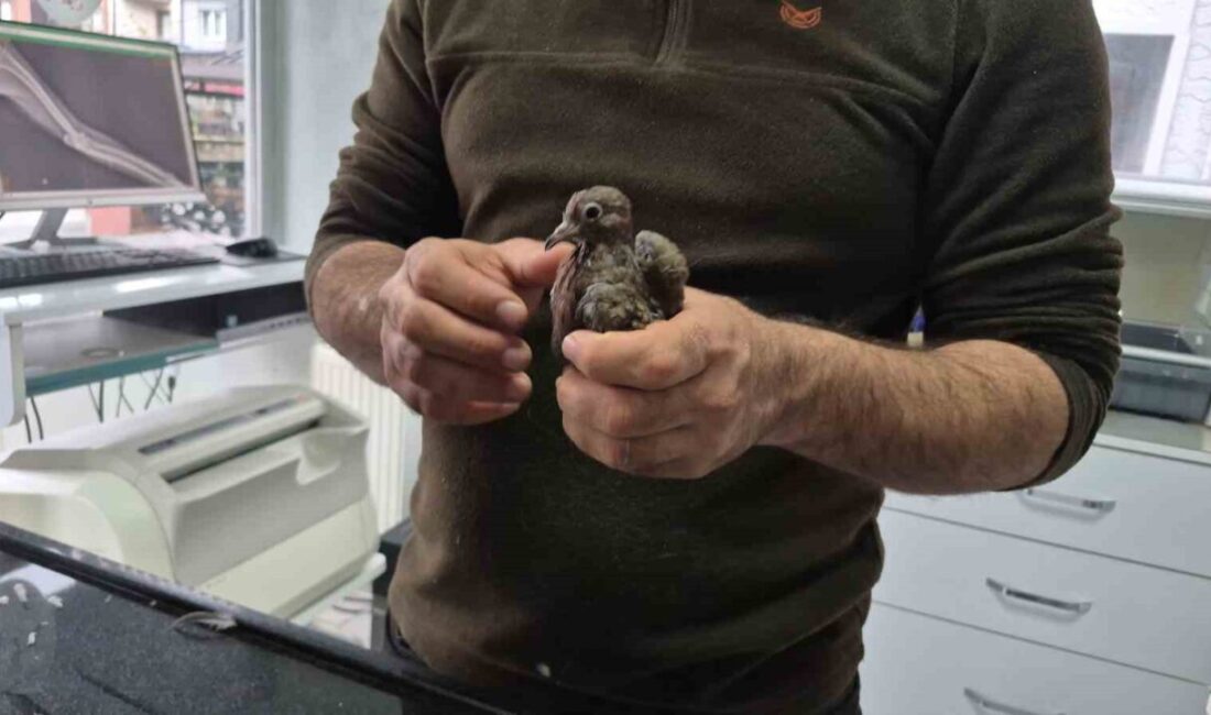 Duyarlı vatandaştan örnek davranış: Yolda bulduğu kumruya su verip veterinere teslim etti Düzce’de köyüne giden bir vatandaş, yol kenarında uçamayan kumruyu fark