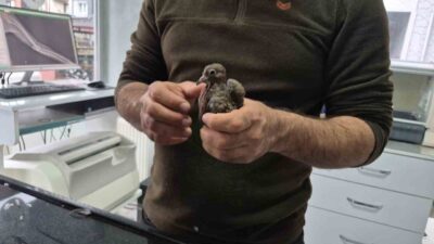 Düzce’de köyüne giden bir vatandaş, yol kenarında uçamayan kumruyu fark