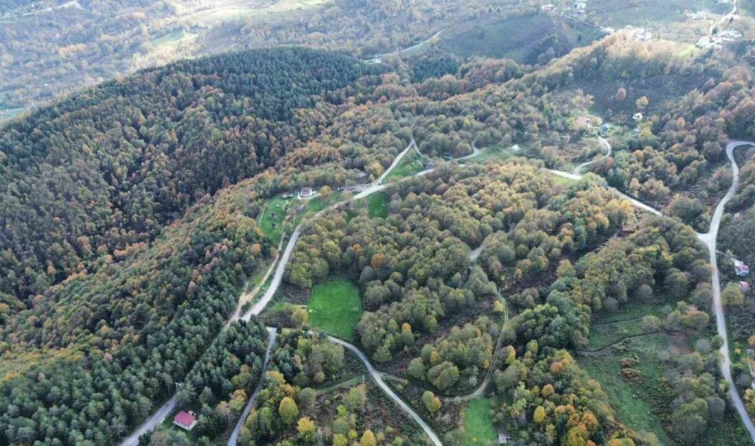Doğal güzellikleri ve zengin bitki örtüsüyle dikkat çeken Düzce’de, sonbaharın