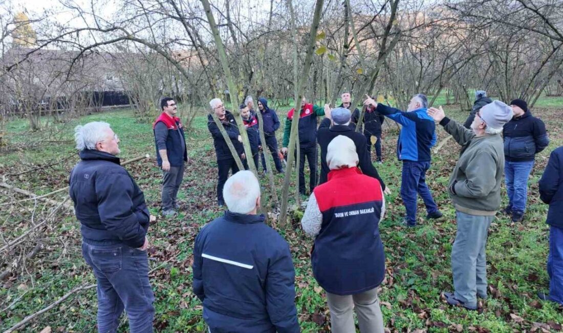 DÜZCE(İHA) – Düzce’de Tarım ve Orman Müdürlüğü tarafından fındık budama
