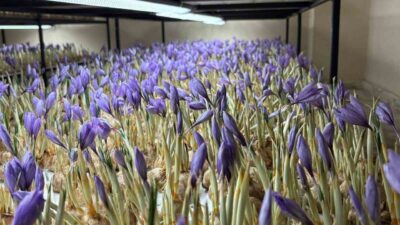 Bolu’da mali müşavirlik görevini bırakan Şeyda Yoltaş, kapalı ortamda uygulanan