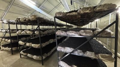 Bolu’nun Mengen ilçesine bağlı Pazarköy köyünde kültür mantarı üretim tesisi