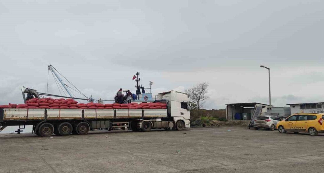 Kastamonu’nun İnebolu ilçesinden çıkartılan beyaz kum midyeleri, ekipler tarafından denetleniyor.