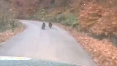 DÜZCE (İHA) – Düzce’nin Yığılca ilçesinde koruma faaliyeti yürüten orman